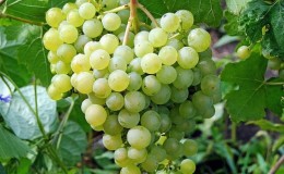 Dessert grape variety Aleshenkin adored by gardeners
