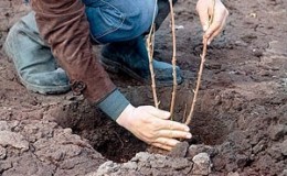 Instructions for transplanting honeysuckle to a new location in stages