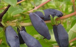 Unpretentious in cultivation variety of honeysuckle Blue Bird