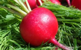 Calorie content of radish and useful properties for the human body