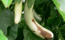 The best ways to treat eggplant diseases: photo and description