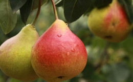 The best self-fertile pear varieties: cultivation features