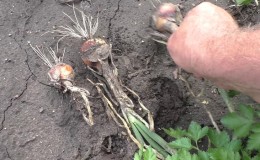How to grow black onions: planting and care in the open field in stages