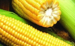 What are the varieties of corn and how to choose the best one for yourself