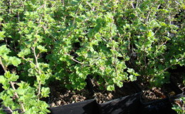 Instructions for planting gooseberries in the fall and further care for them