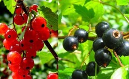 Crop rotation rules for growing berries: is it possible to plant black currants and red ones nearby