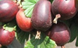 Tireless gooseberry variety Prunes from Russian breeders
