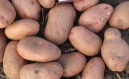 Mid-season potato variety