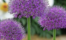 Amazing properties of Suvorov (Anzur) onion-garlic