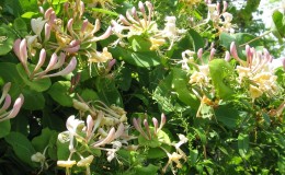 Decorative variety of honeysuckle