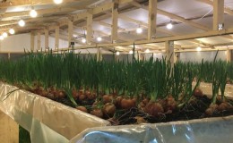 A beginner's guide to growing green onions in the basement
