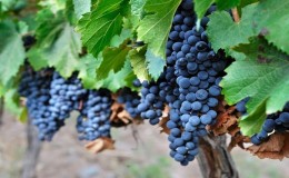 The famous Malbec wine grape