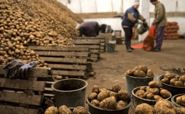 The nuances of storing potatoes in a vegetable store: how to create optimal conditions for the harvest