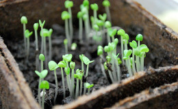 Transplanting and growing basil at home