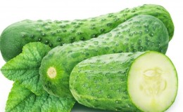 Cucumber variety 