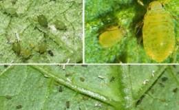 How to process cucumbers from aphids during fruiting?