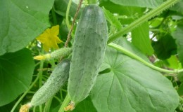 Mid-season cucumber variety