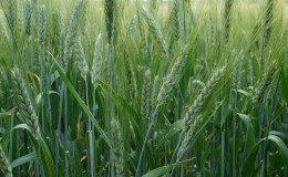 What are the varieties of barley, their characteristics and description