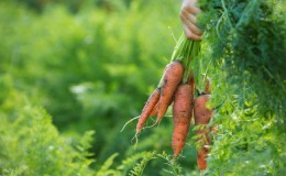 How to determine when to store carrots from the garden