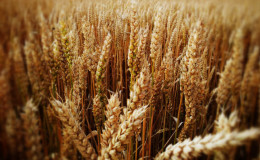 The best varieties of spring wheat: characteristics of the Ural Siberian, Darya, Omsk and others