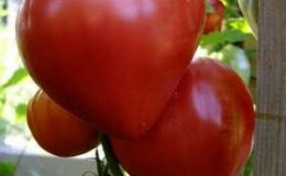 How to grow Mazarin tomato in the country - instructions from seed preparation to harvest