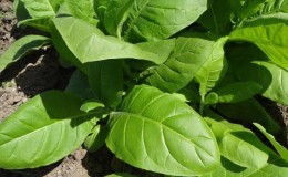 Easy-care soft oriental tobacco Oriental