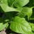 Easy-care soft oriental tobacco Oriental