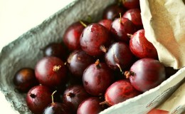 Besshipless red-fruited gooseberry variety Fridonia