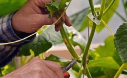 Why is the formation of cucumbers in the greenhouse necessary and how to produce it correctly?