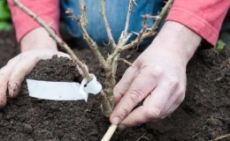 Planting and caring for gooseberries in the open field in spring