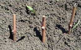 When (in what month) and how to plant grapes with cuttings