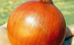 A mid-season onion variety with good frost tolerance