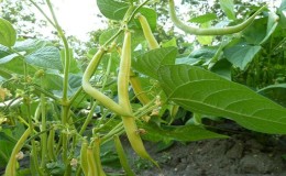 What kind of asparagus beans to grow: varieties that will not leave anyone indifferent