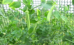 Secrets of growing peas in the open field and in the greenhouse