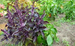 The variety of varieties of basil: description and characteristics of varieties