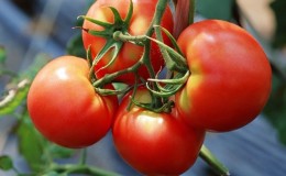 A new hybrid with powerful bushes and an abundant crop of tomatoes - tomato