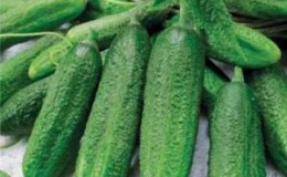 Hybrid cucumber 