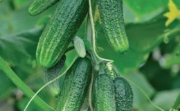 A novelty that has managed to fall in love with many gardeners - cucumbers 