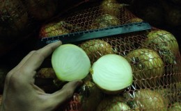 How to properly store onions in the cellar and is it possible to do so