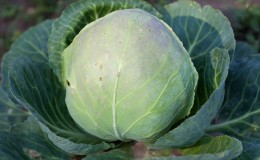 Medium late variety of cabbage