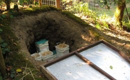How to store potatoes in winter in a private house without a cellar