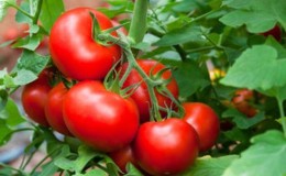 The time-tested and beloved by many summer residents tomato 