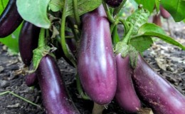 Unpretentious Robin Hood Eggplant - Ideal for Beginner Farmers