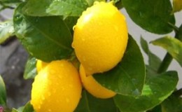 Everything about lemon - is it a vegetable, berry or fruit