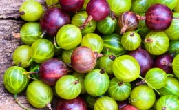 Medicinal properties and contraindications of gooseberry berries and leaves