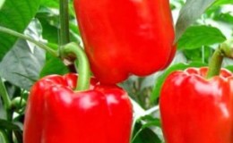 Sweet and juicy sort of pepper
