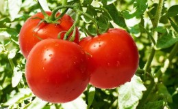 An early ripe hybrid with an exceptional taste - tomato