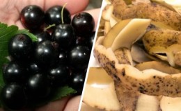 The best fertilizer for currants: potato peels