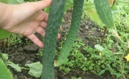 What is the uniqueness of Chinese cucumber and how to get a decent harvest?