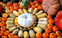 The best pumpkin varieties for seeds: features of choice and nuances of growing